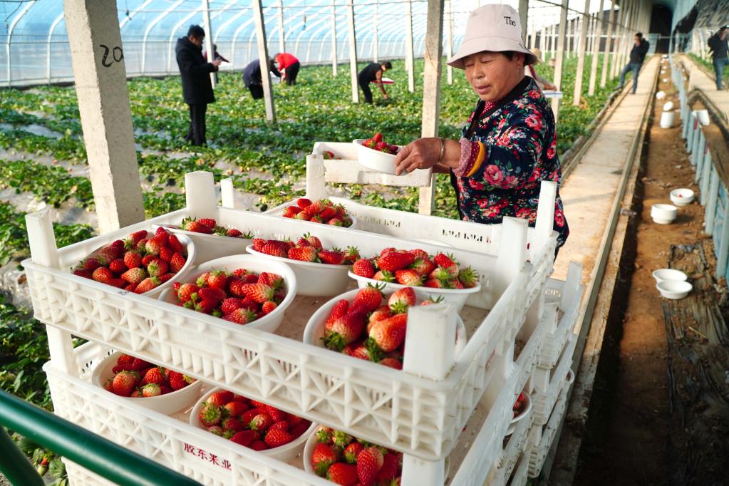 山東東平：草莓收獲忙
