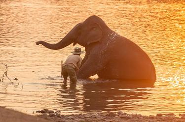 老挝举办大象节