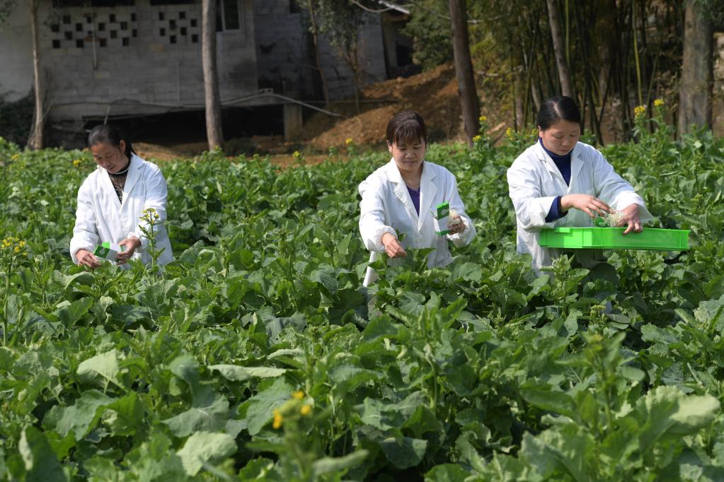 貴州鳳岡：“以蟲治蟲”助力綠色農業發展