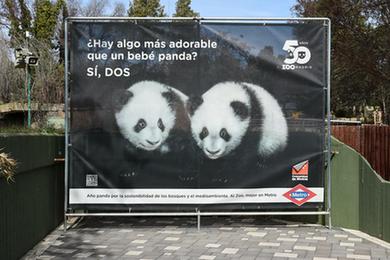 大熊猫架起中国与西班牙友谊桥梁