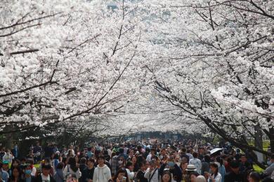 南京：樱花盛开引客来