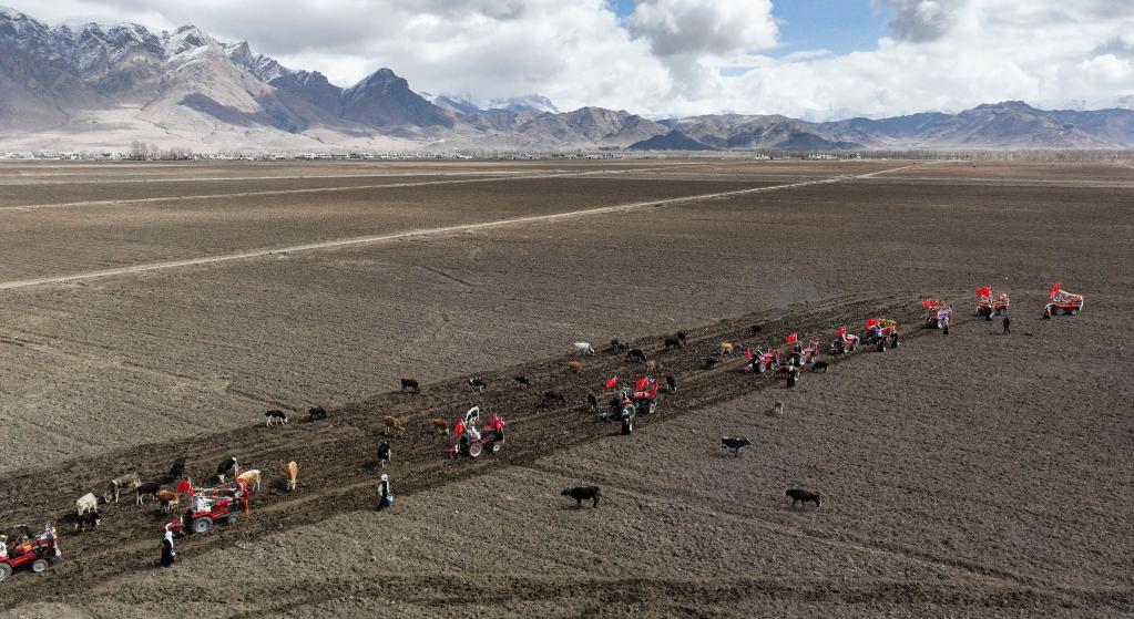 從“二牛抬杠”到“鐵牛”滿地——西藏農業現代化掠影