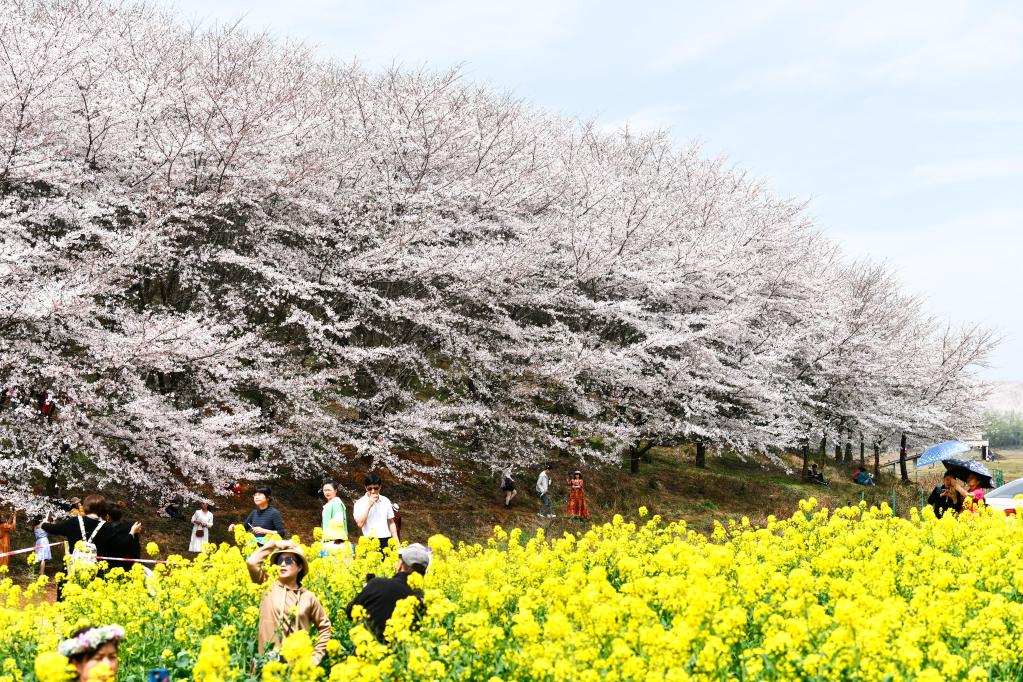 贵州：万亩樱花 春日绽放
