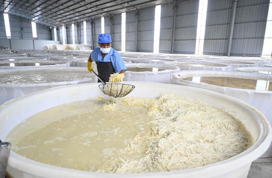 廣西柳城：延伸螺螄粉産業鏈 助力鄉村振興
