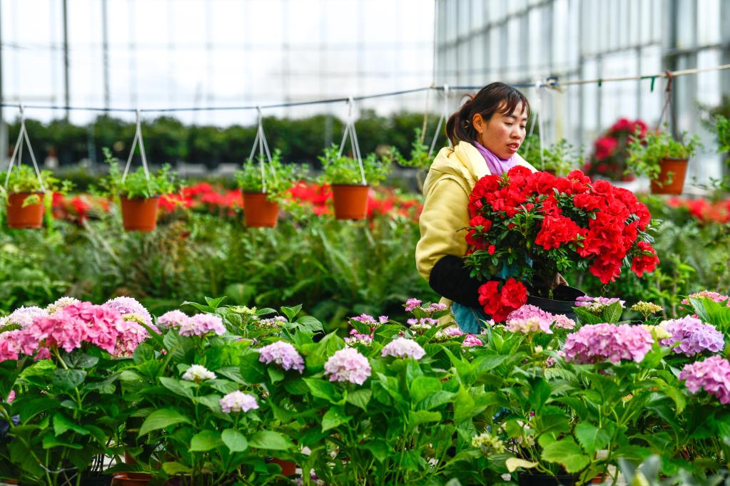 百里杜鹃：花卉产业开出“花样经济”