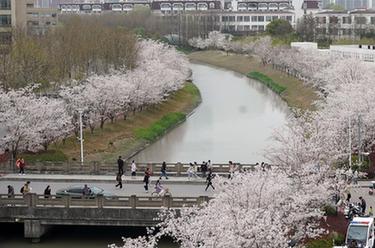 上海：春日校园 樱花烂漫