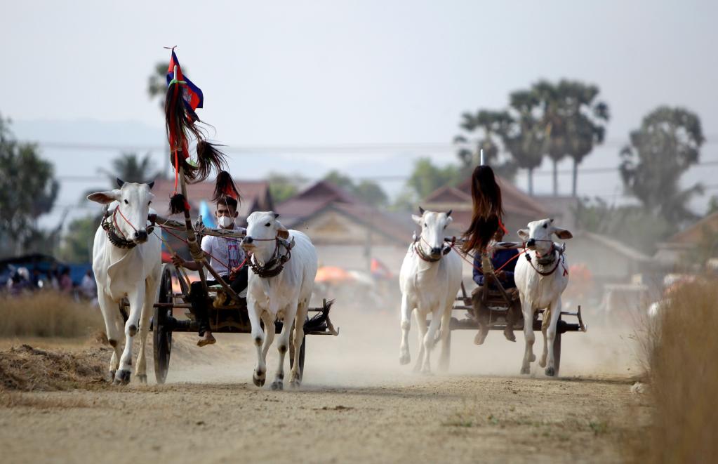 柬埔寨：赶牛车 迎新年