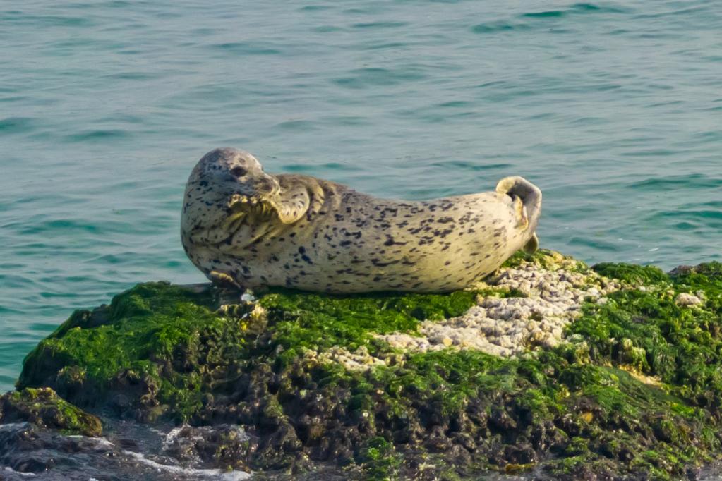 山东烟台：斑海豹现身长岛海域
