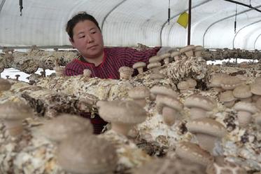 河北青龍：食用菌産業助農增收