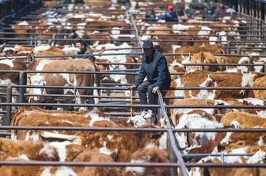 内蒙古通辽：繁忙的牛市