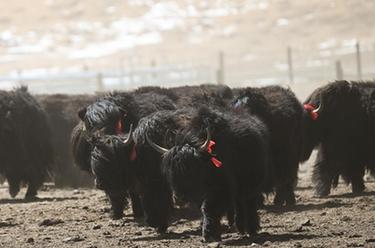 青海刚察加强稀有牦牛畜种保护利用