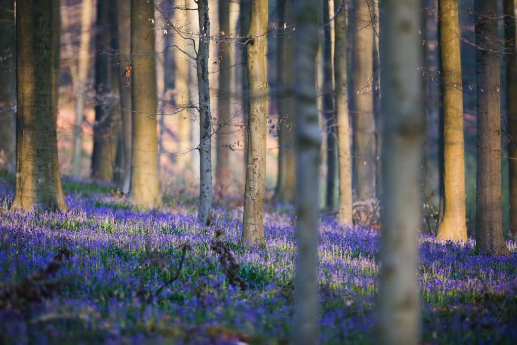 比利时的浪漫“紫花森林”