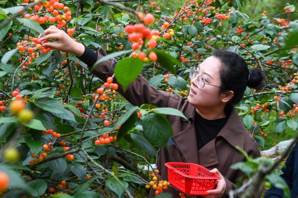 杭州临安：特色樱桃产业助推乡村产业振兴