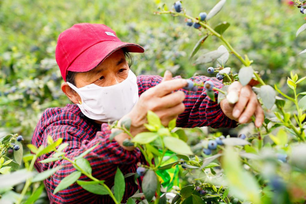 山东惠民：蓝莓成乡村振兴“致富果”