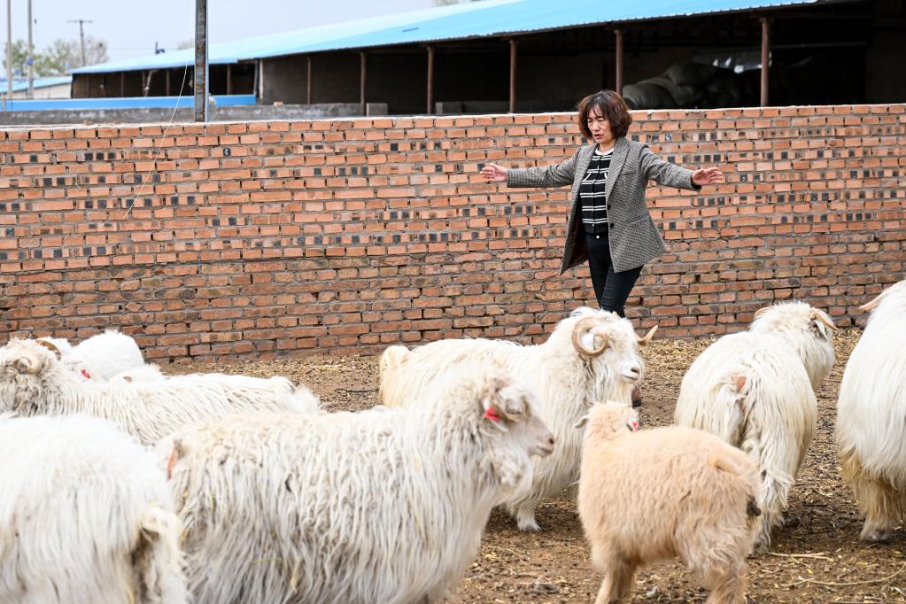 内蒙古鄂尔多斯：绒山羊产业助力乡村振兴