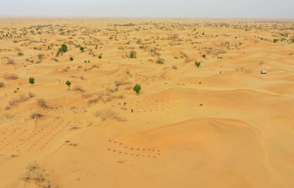 大漠治沙客