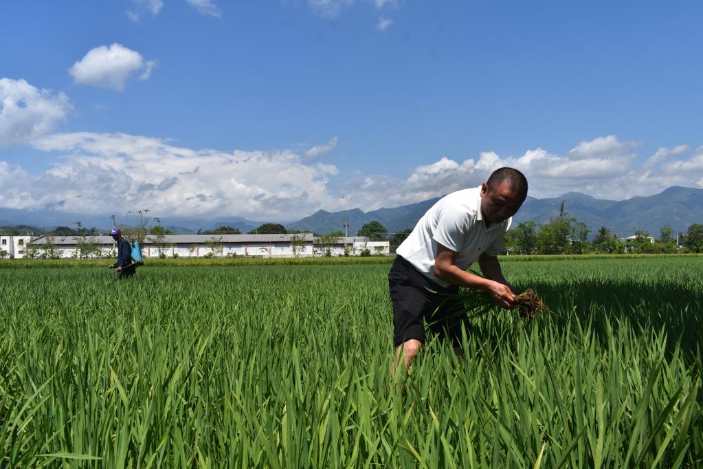 中多水稻合作助力多米尼加农业发展