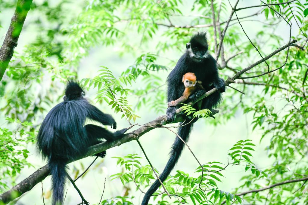 贵州麻阳河国家级自然保护区里的黑叶猴
