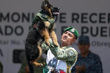 土耳其向墨西哥赠送小犬 以感谢震后救援