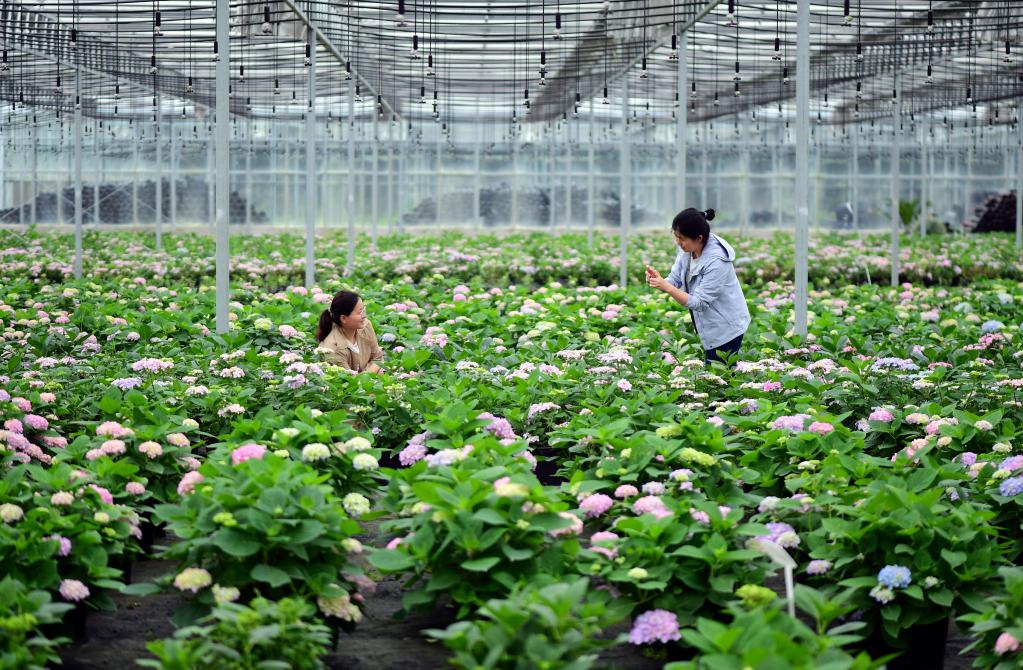 安徽肥西：花卉种植助力乡村振兴