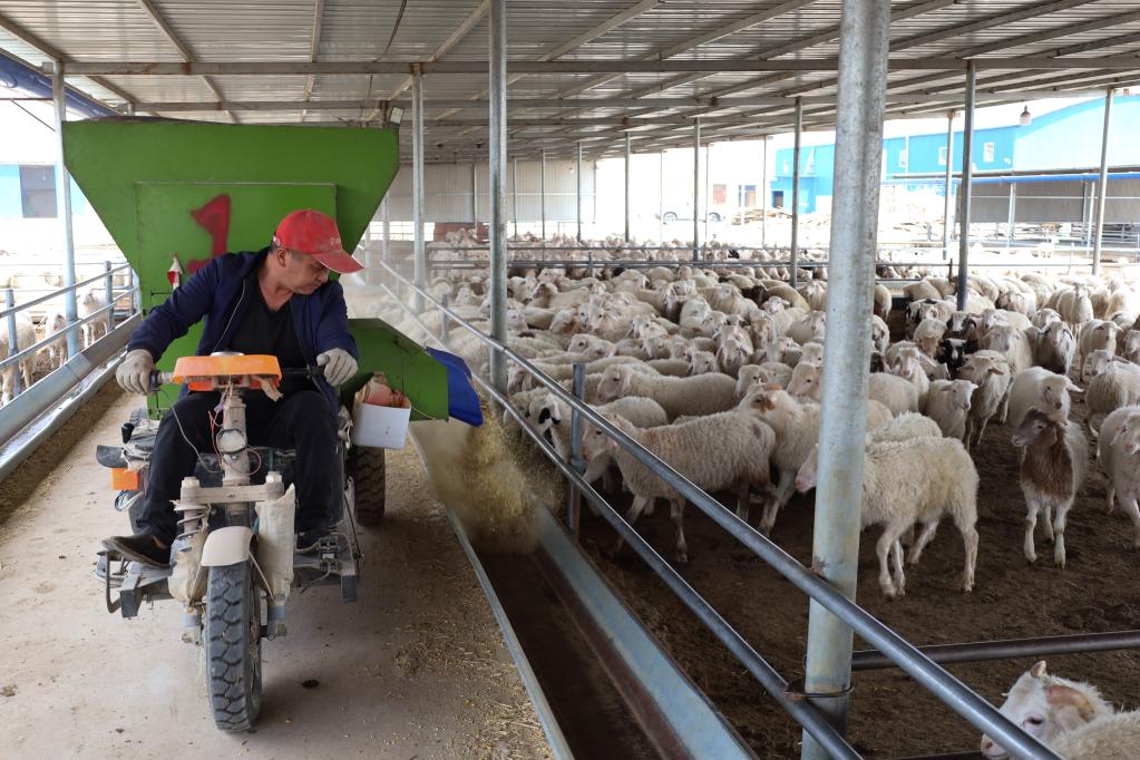 甘肃古浪：多措并举发展羊产业 促农致富