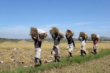 生长在非洲岛国上的中国杂交水稻