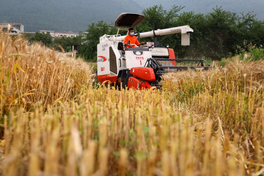 贵州正安：小麦收获忙
