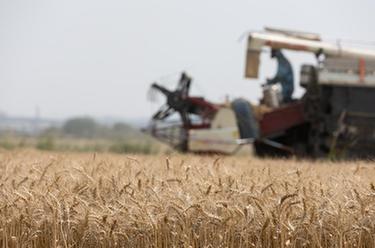 四川廣漢：農技+農機 小麥獲豐收