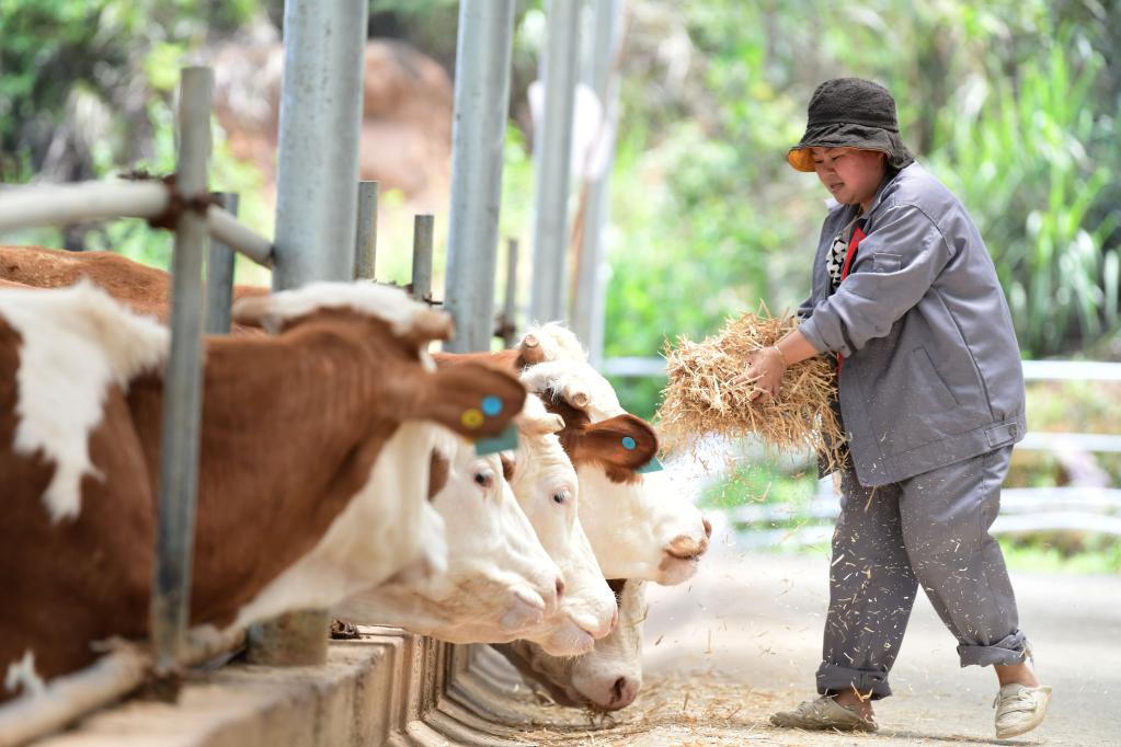 贵州黄平：生态养牛让乡村振兴有“犇”头