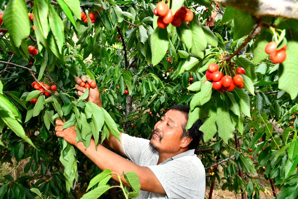 山東泰安：萬畝紅櫻桃 結出“致富果”