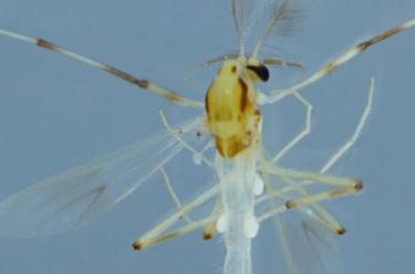 武夷山国家公园发现6个昆虫新种