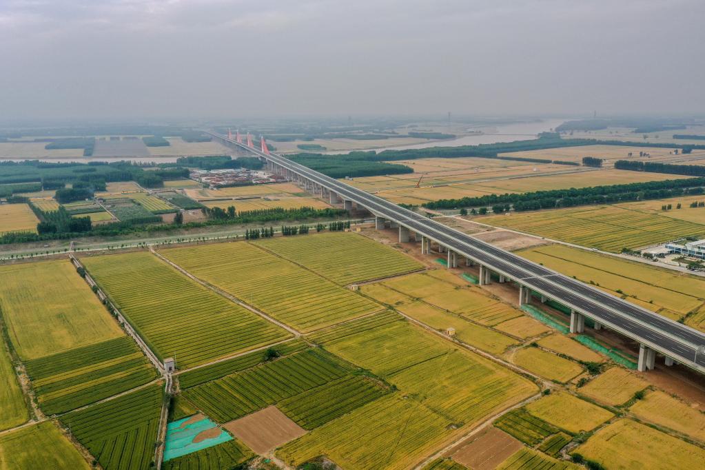 山东济南：黄河滩区迁建复垦土地小麦收获在望