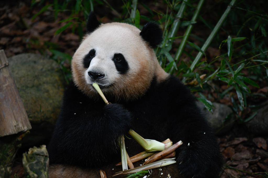 大熊貓梅蘭迎來7歲生日
