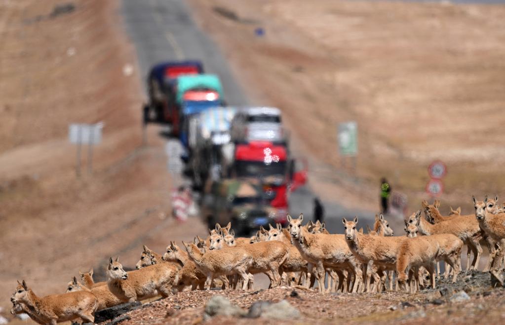 可可西裏進入藏羚羊遷徙産仔季