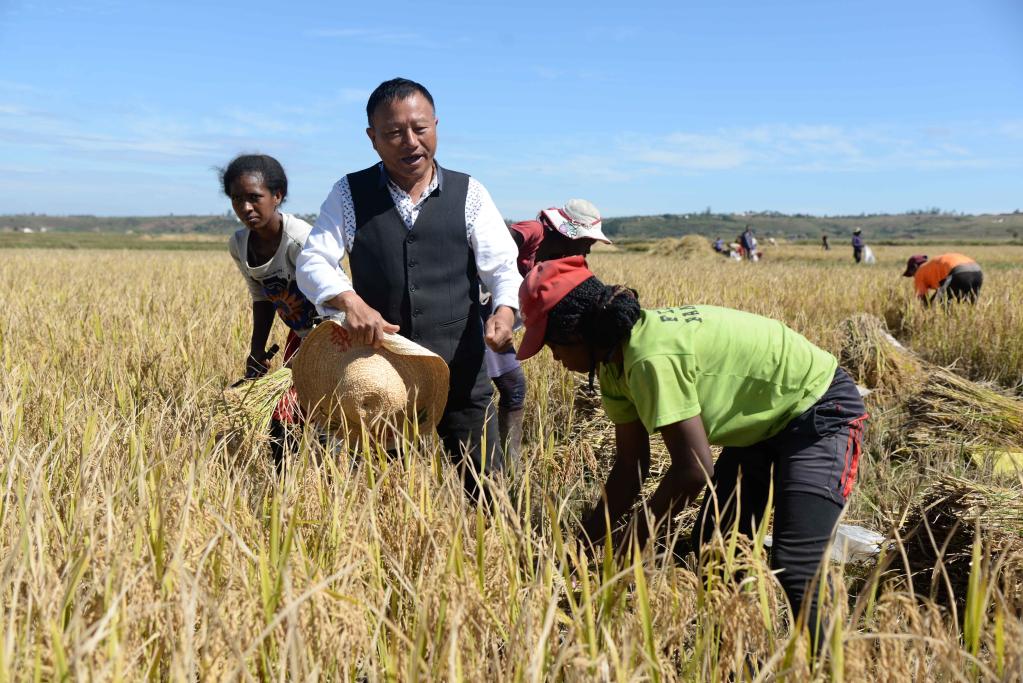 中國雜交水稻專家深耕馬達加斯加