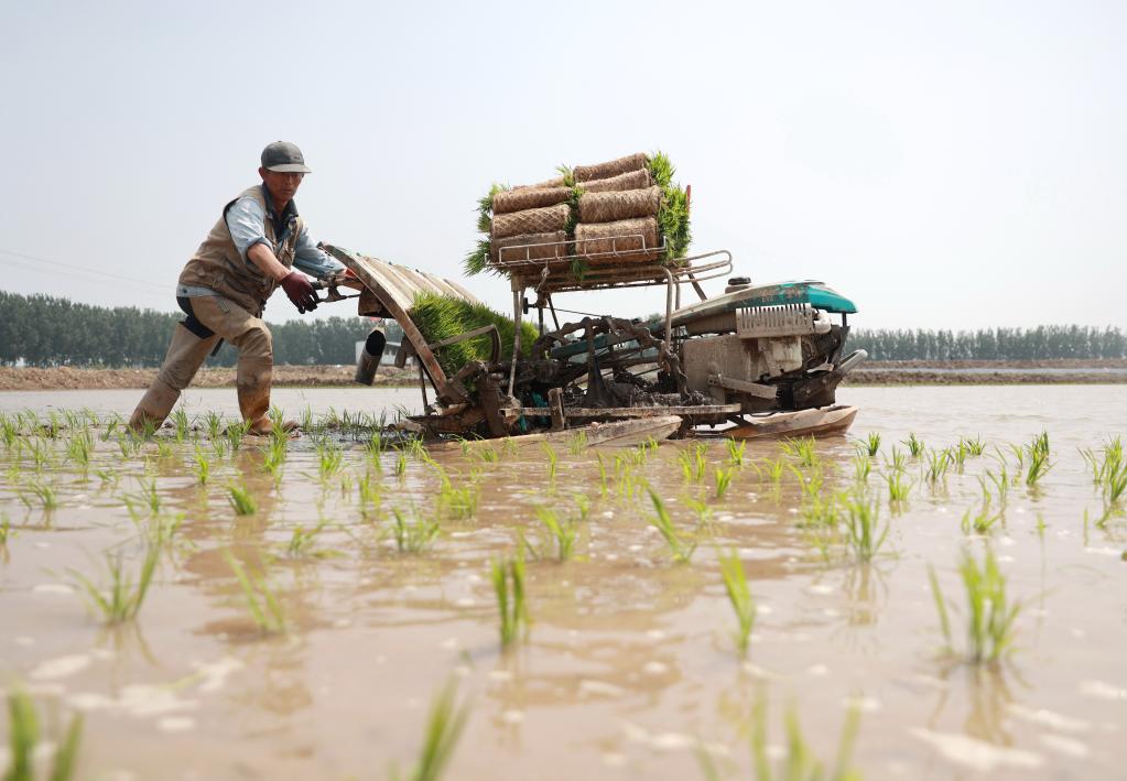 河北丰南：稻蟹生态种养促增收