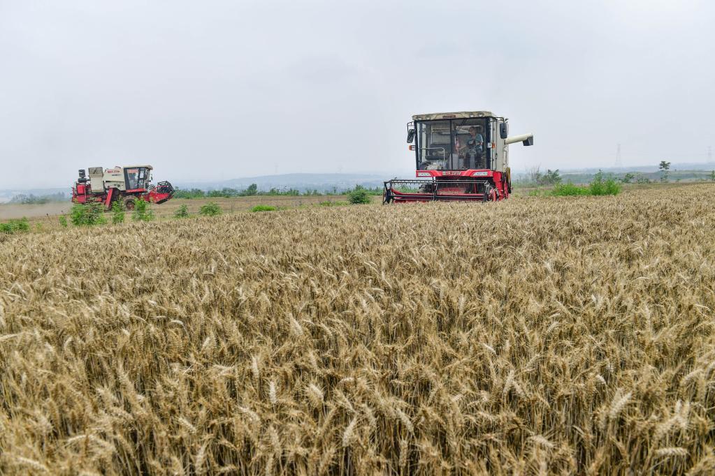 河南：小麦收获进行时