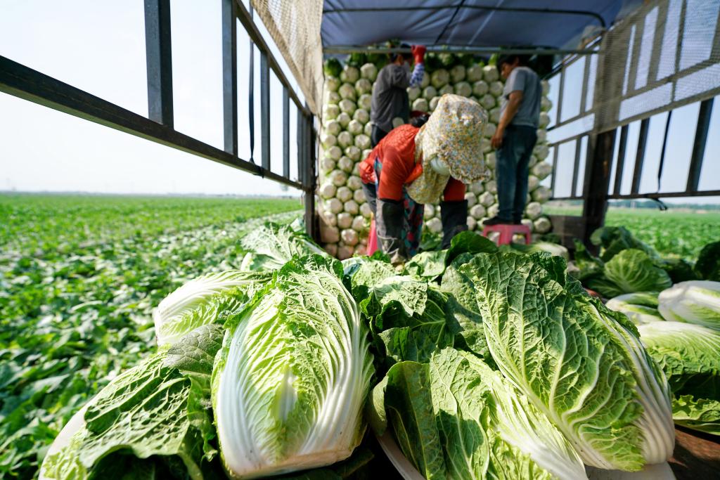 河北玉田：優質蔬菜生産豐富北京“菜籃子”