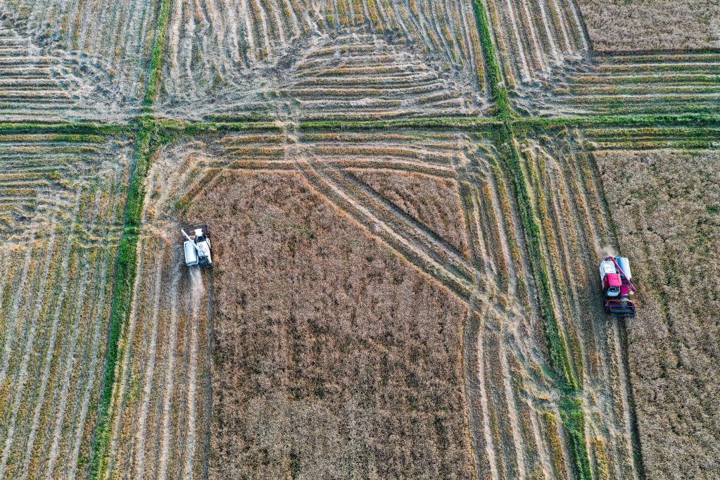 貴州開陽：高標準農田小麥收割忙