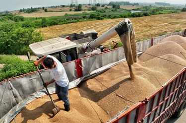 安徽合肥：小麥收割忙