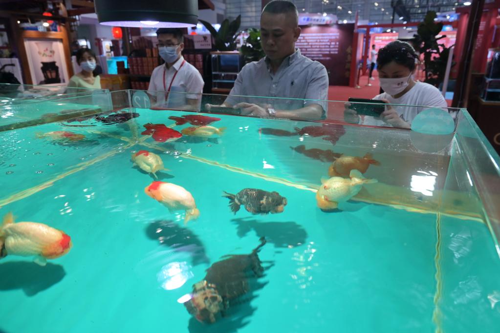 福州：金魚與漆藝“金魚”同場鬥艷