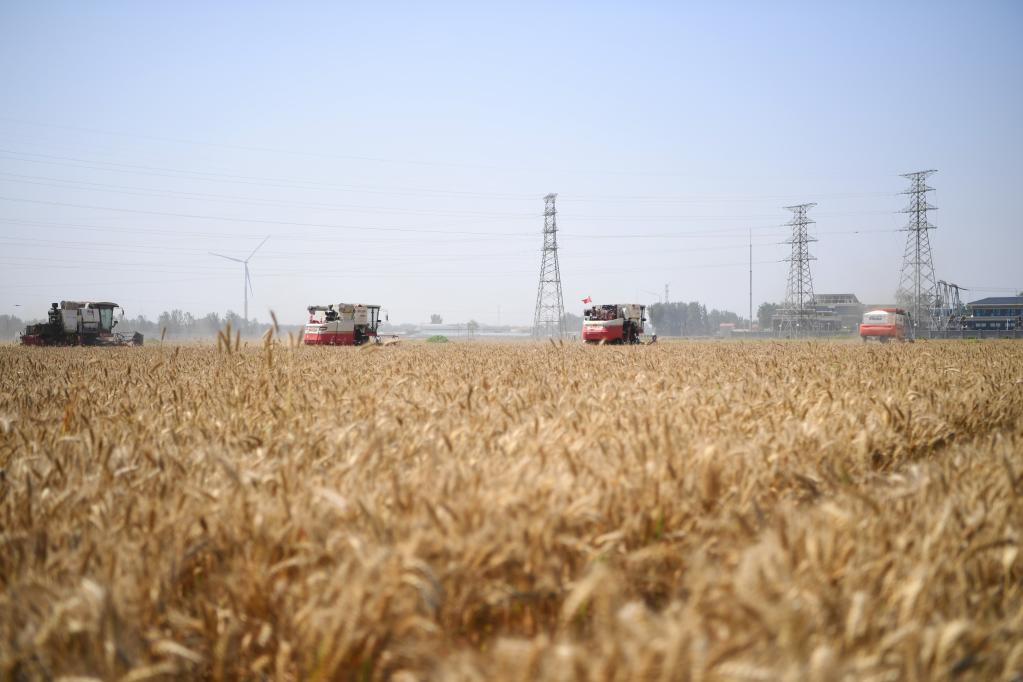 河南滑县：麦种田里抢收忙