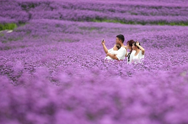 貴陽：夏日紫色花海