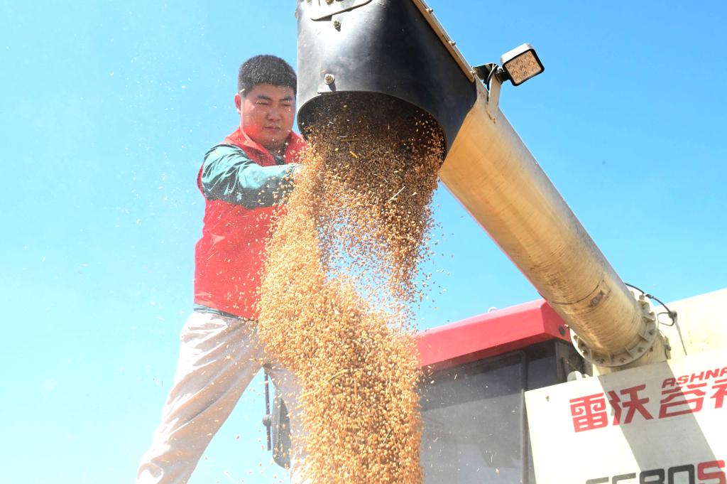 河北肥鄉：黨員志願服務隊助農收麥