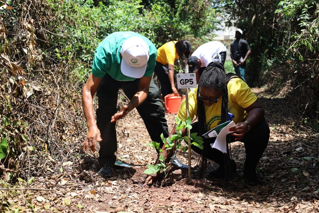 加纳开展植树活动迎接“绿色加纳日”