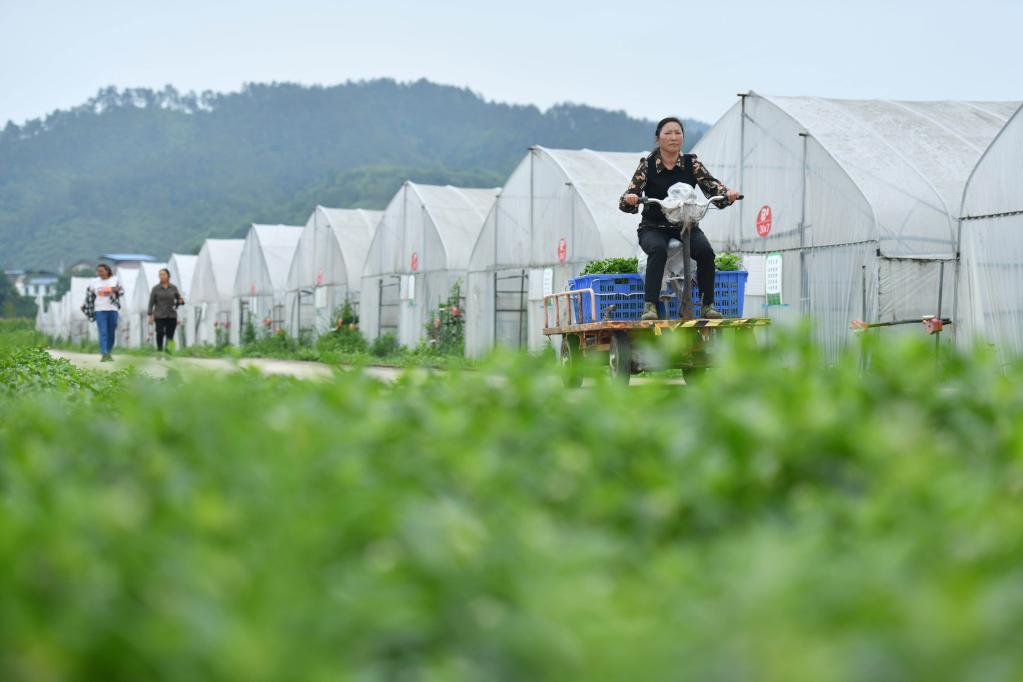 貴州黃平：野菜馴化種植催生農業新業態