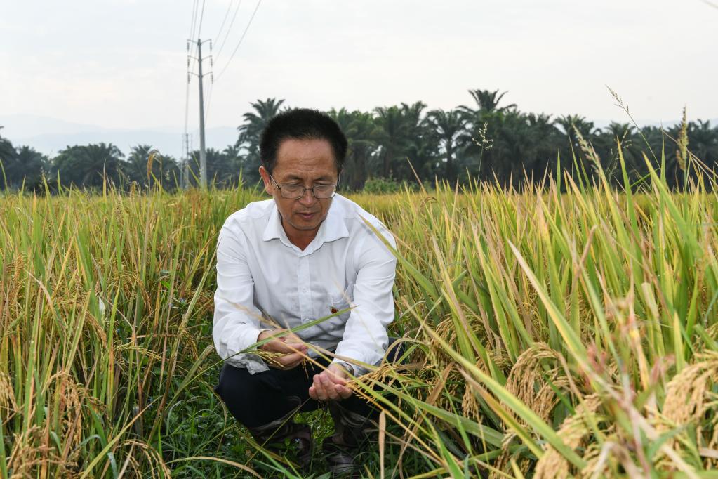 中國技術助力布隆迪水稻增産