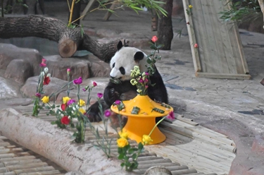 大熊貓兄妹迎來7歲生日