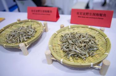 中国首次进口肯尼亚野生鳀鱼产品亮相中非经贸博览会