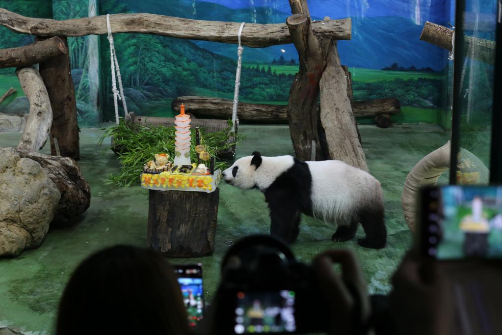 10岁啦！大熊猫“圆仔”台北庆生